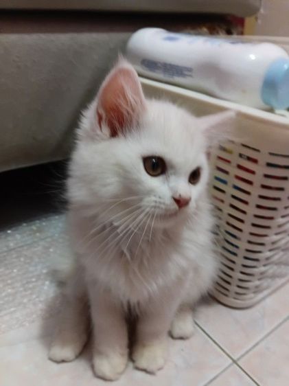 ลูกแมวเปอร์เซีย รูปที่ 7