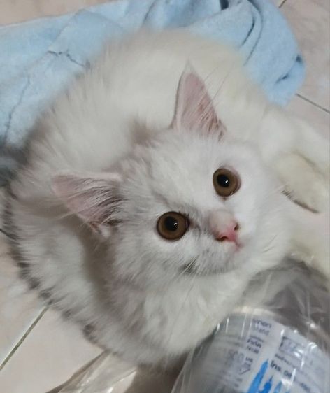 ลูกแมวเปอร์เซีย รูปที่ 4