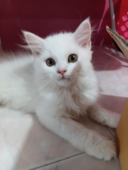 ลูกแมวเปอร์เซีย รูปที่ 8