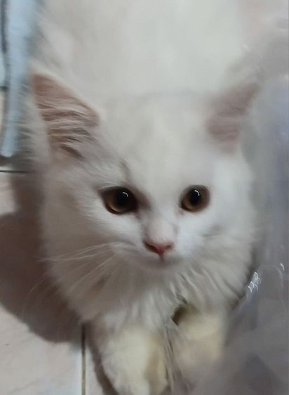 ลูกแมวเปอร์เซีย รูปที่ 5