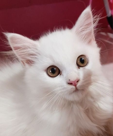 ลูกแมวเปอร์เซีย