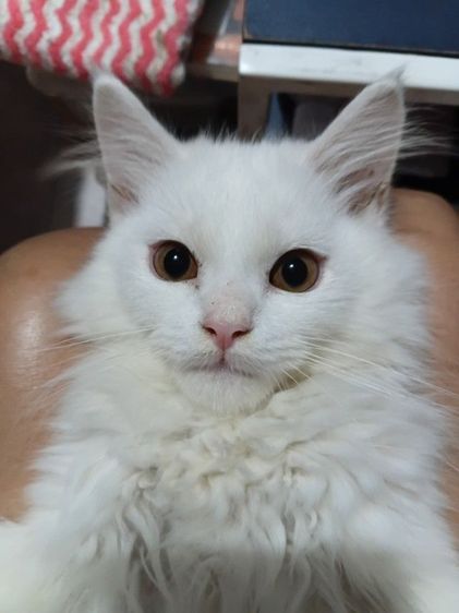ลูกแมวเปอร์เซีย รูปที่ 3