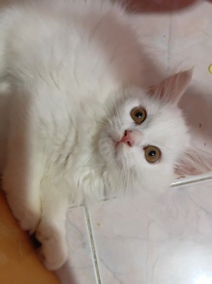 ลูกแมวเปอร์เซีย รูปที่ 6