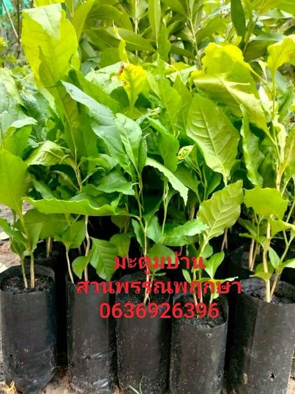 มะตูม รูปที่ 3