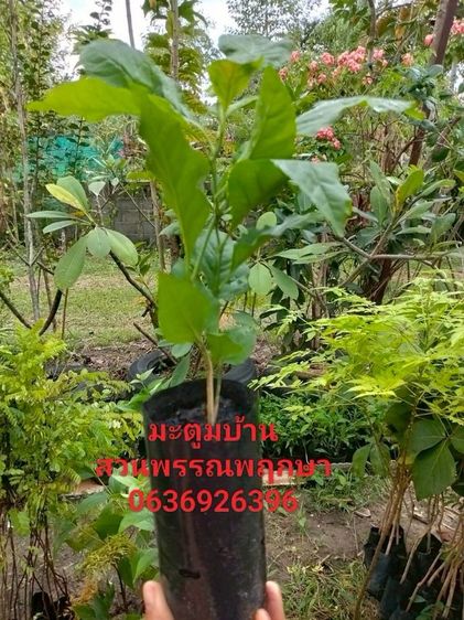 มะตูม รูปที่ 4