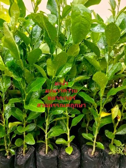 มะงั่วหรือมะนาวควาย รูปที่ 4