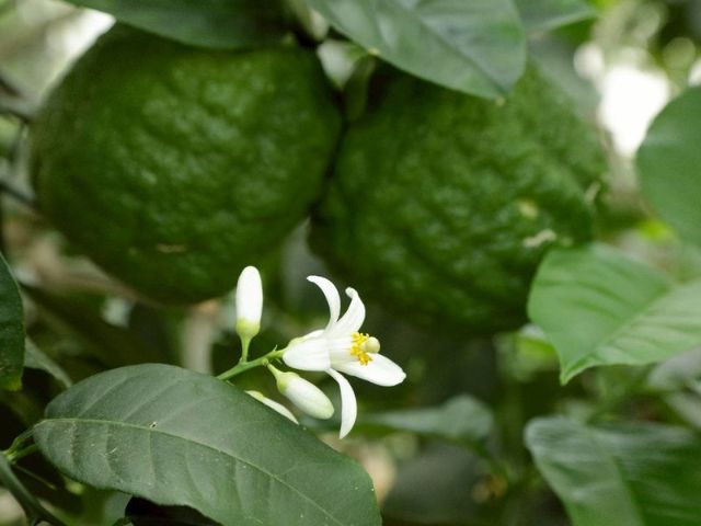 มะงั่วหรือมะนาวควาย