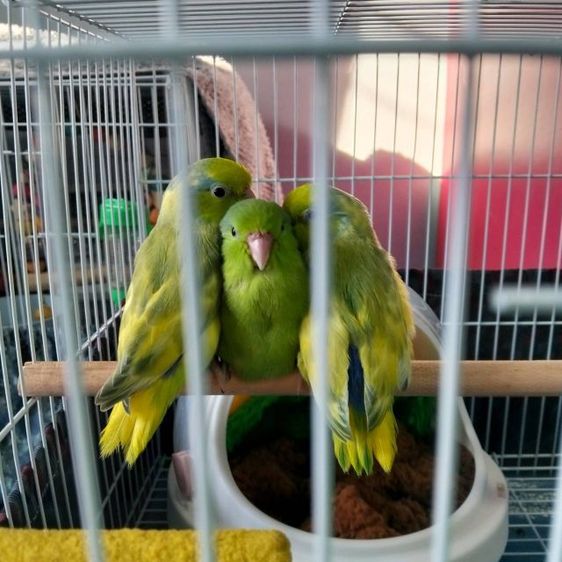 ขายฟอพัสพายกรีนผู้ 2 ดาร์กกรีนเมีย 1 