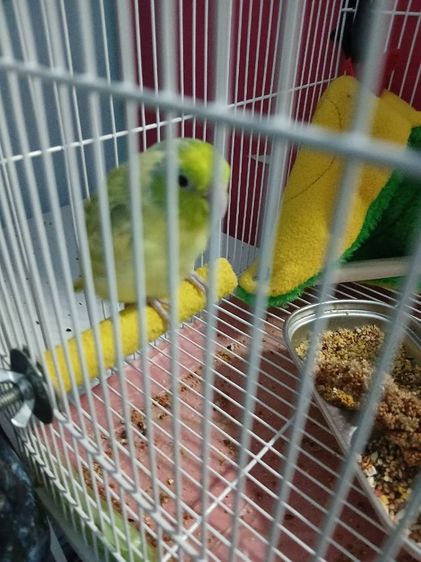 ขายฟอพัสพายกรีนผู้ 2 ดาร์กกรีนเมีย 1  รูปที่ 2