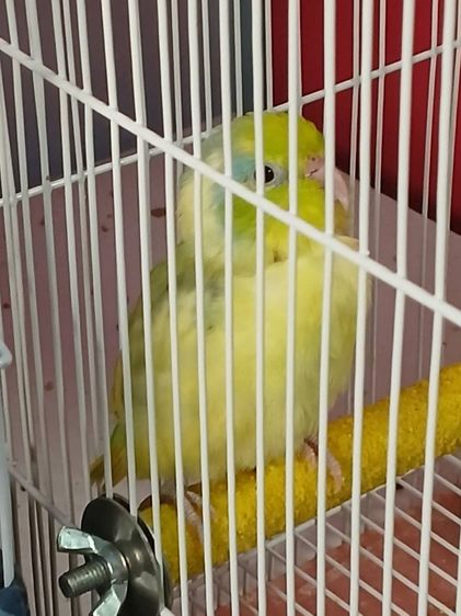 ขายฟอพัสพายกรีนผู้ 2 ดาร์กกรีนเมีย 1  รูปที่ 3