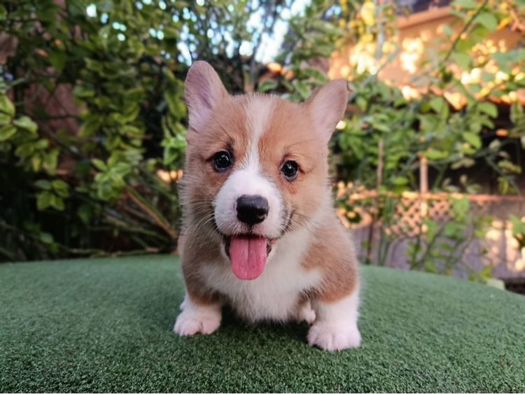 คอร์กี้  