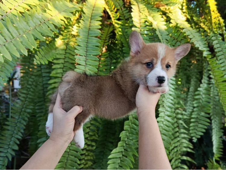 คอร์กี้   รูปที่ 4