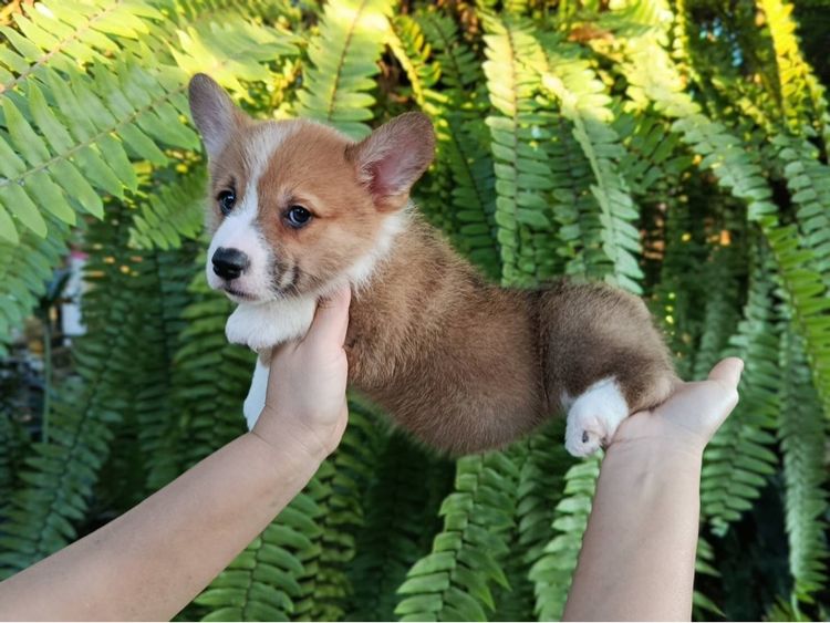 คอร์กี้   รูปที่ 5