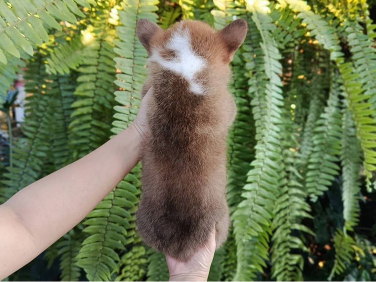 คอร์กี้   รูปที่ 3