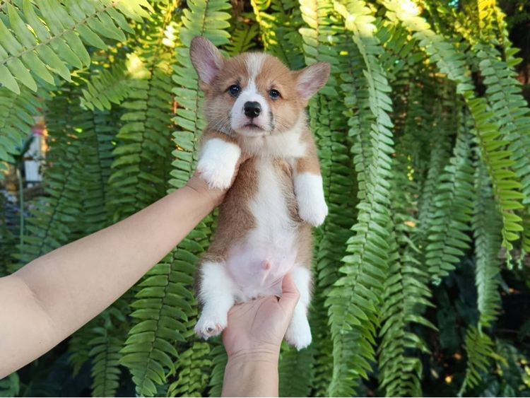 คอร์กี้   รูปที่ 2