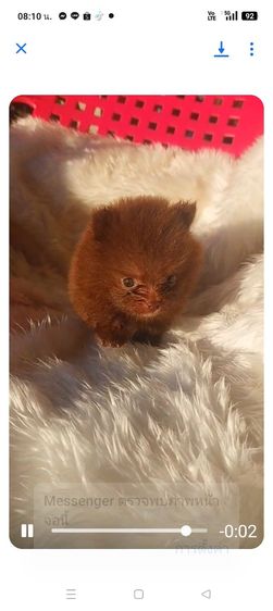 ปอมลพบุรี รูปที่ 2