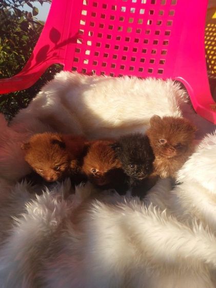 ปอมลพบุรี