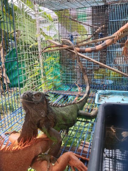 กรีนเมียผสมแล้ว รูปที่ 3