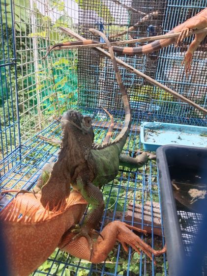 กรีนเมียผสมแล้ว รูปที่ 2