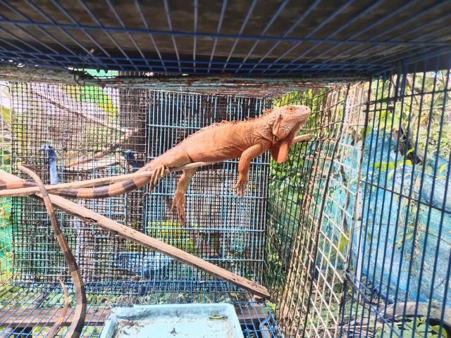 เรดเมียผสมแล้ว รูปที่ 2