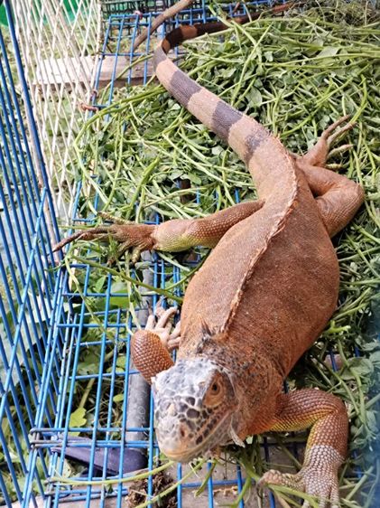 เรดเมียผสมแล้ว