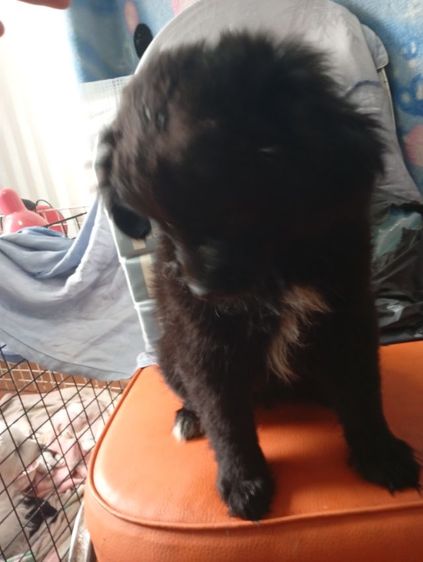 ปอมผสมพุดเดิ้ลกับชิสุผสมพุดเดิ้ล รูปที่ 14