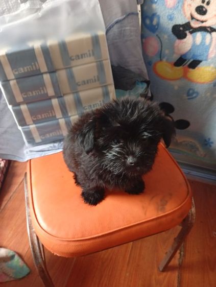 ปอมผสมพุดเดิ้ลกับชิสุผสมพุดเดิ้ล รูปที่ 12