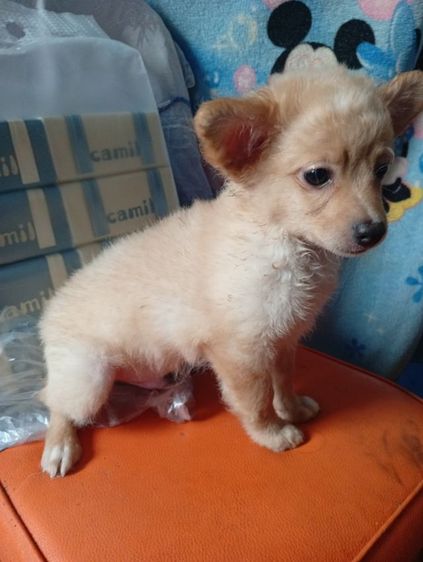 ปอมผสมพุดเดิ้ลกับชิสุผสมพุดเดิ้ล รูปที่ 2