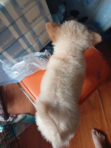 ปอมผสมพุดเดิ้ลกับชิสุผสมพุดเดิ้ล รูปที่ 5