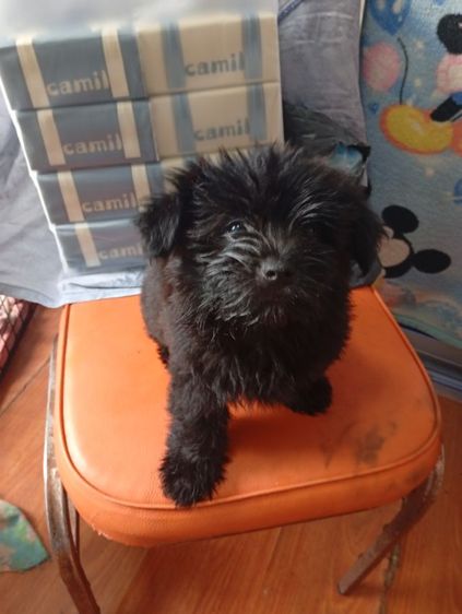 ปอมผสมพุดเดิ้ลกับชิสุผสมพุดเดิ้ล รูปที่ 10