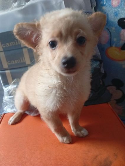 ปอมผสมพุดเดิ้ลกับชิสุผสมพุดเดิ้ล