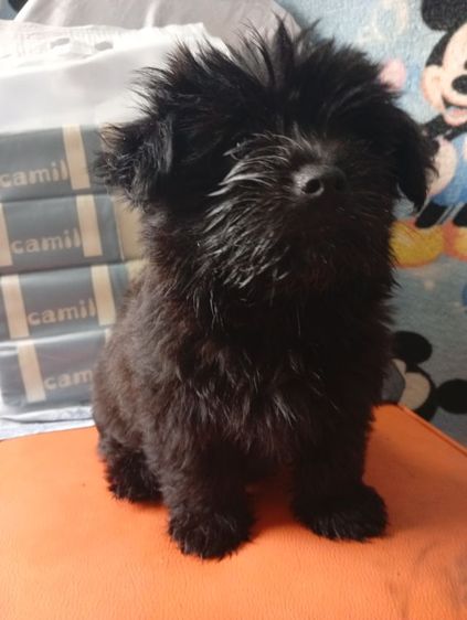 ปอมผสมพุดเดิ้ลกับชิสุผสมพุดเดิ้ล รูปที่ 9