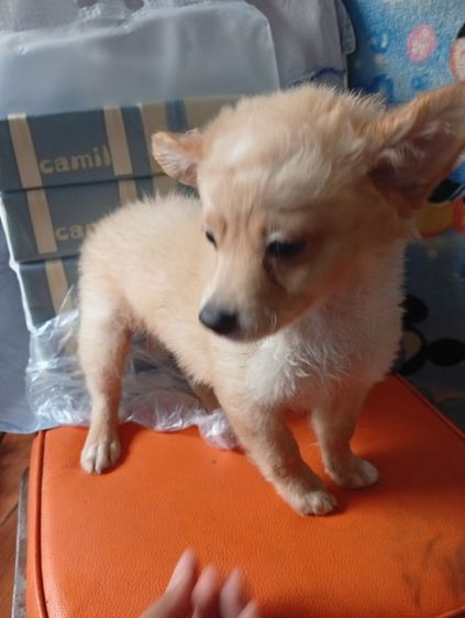 ปอมผสมพุดเดิ้ลกับชิสุผสมพุดเดิ้ล รูปที่ 4