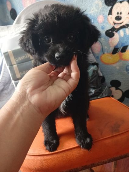 ปอมผสมพุดเดิ้ลกับชิสุผสมพุดเดิ้ล รูปที่ 13