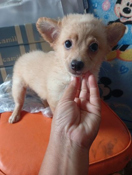 ปอมผสมพุดเดิ้ลกับชิสุผสมพุดเดิ้ล รูปที่ 3