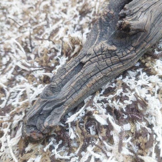 🅿️ASAY🅰️ พรมตกแต่งธรรมชาติสวย ดีไซน์สุดหรู ไม่ผ่านการใช้งาน รูปที่ 5