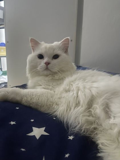 เด็กชายเปอร์เซียสีขาว รูปที่ 4