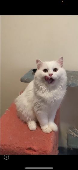 เปอร์เซีย (Persian) เด็กชายเปอร์เซียสีขาว