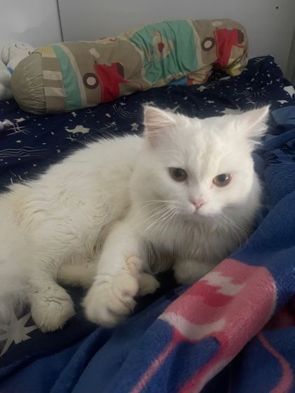 เด็กชายเปอร์เซียสีขาว รูปที่ 3