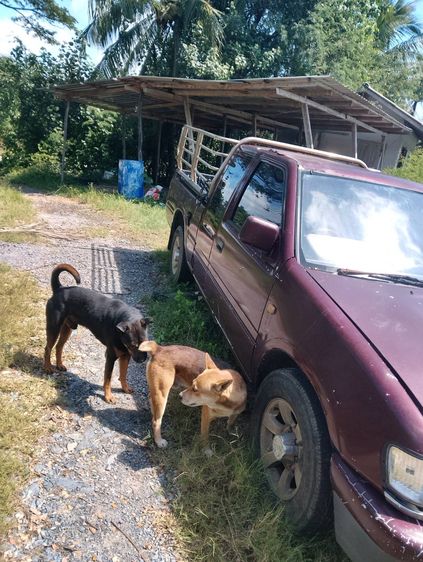 Isuzu TFR ปี 91-97 1996 2.5 Space Cab Pickup ดีเซล เกียร์ธรรมดา แดง รูปที่ 2