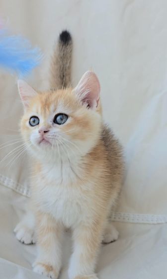 British shorthair Ny12🧸 นิสัยขี้เล่น ขี้อ้อน ติดคนมาก💞 พร้อมเสริฟความน่ารัก รอมารับไปดูแลนะครับ รูปที่ 6