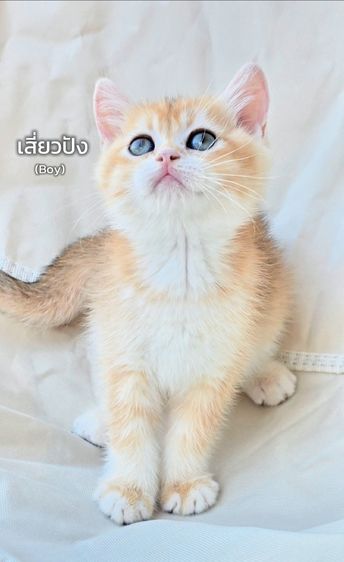 British shorthair Ny12🧸 นิสัยขี้เล่น ขี้อ้อน ติดคนมาก💞 พร้อมเสริฟความน่ารัก รอมารับไปดูแลนะครับ รูปที่ 4