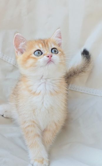 British shorthair Ny12🧸 นิสัยขี้เล่น ขี้อ้อน ติดคนมาก💞 พร้อมเสริฟความน่ารัก รอมารับไปดูแลนะครับ รูปที่ 7