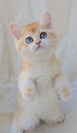 British shorthair Ny12🧸 นิสัยขี้เล่น ขี้อ้อน ติดคนมาก💞 พร้อมเสริฟความน่ารัก รอมารับไปดูแลนะครับ รูปที่ 3