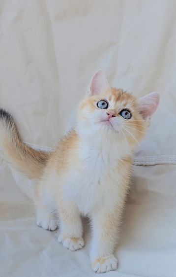 British shorthair Ny12🧸 นิสัยขี้เล่น ขี้อ้อน ติดคนมาก💞 พร้อมเสริฟความน่ารัก รอมารับไปดูแลนะครับ รูปที่ 5