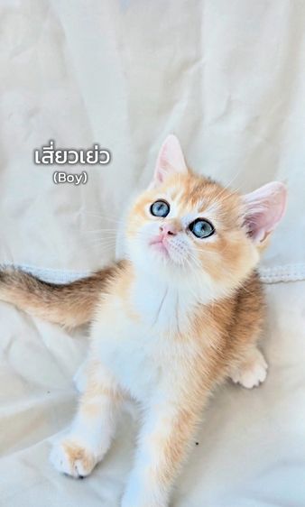 British shorthair Ny12🧸 นิสัยขี้เล่น ขี้อ้อน ติดคนมาก💞 พร้อมเสริฟความน่ารัก รอมารับไปดูแลนะครับ รูปที่ 2
