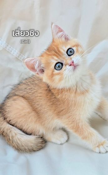 บริติช ชอร์ตแฮร์ (British Shorthair) British shorthair Ny12🧸 นิสัยขี้เล่น ขี้อ้อน ติดคนมาก💞 พร้อมเสริฟความน่ารัก รอมารับไปดูแลนะครับ