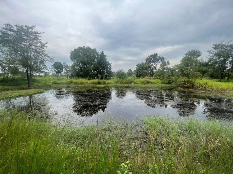 ขายด่วน ที่ดินเอกสารโฉนด ครุฑแดง นา+สวน 10 ไร่ ทำเลติดคลองอีสานเขียว อ.พล ขอนแก่น เจ้าของขายเอง รูปที่ 3