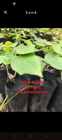 เครือหมาน้อย รูปที่ 3