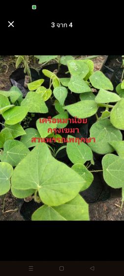 เครือหมาน้อย